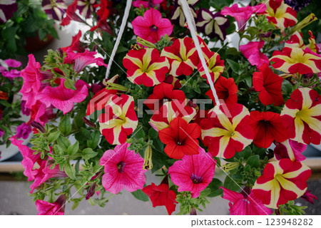 Colourful petunia flowers in vibrant pink and purple colors in decorative flower pot close up 123948282