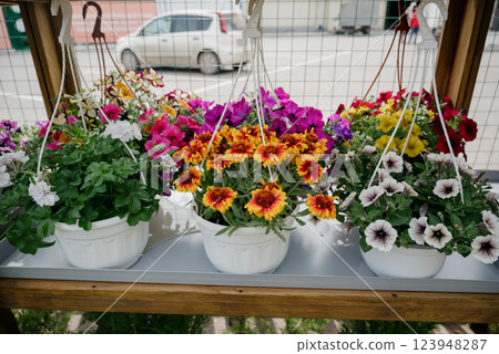 Variety of plants and flowers at flower market, selective focus on flowers. Garden center for the sale of plants. Variety of plants and flowers at flower market, selective focus on flowers. Garden center for the sale of plants. 123948287