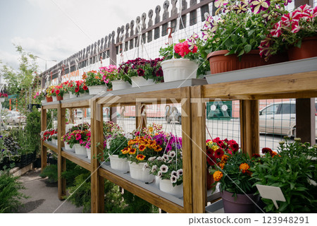 Variety of plants and flowers at flower market, selective focus on flowers. Garden center for the sale of plants. 123948291