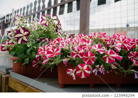 Colourful petunia flowers in vibrant pink and purple colors in decorative flower pot close up 123948294