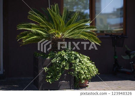 In a tall vase is a planter of a green date palm plant, at the entrance to the building on a sunny day in a beach town. A concept for building entrance design. High quality photo In a tall vase is a planter of a green date palm plant, at the entrance to the building on a sunny day in a beach town. A concept for building entrance design. High quality photo 123948326