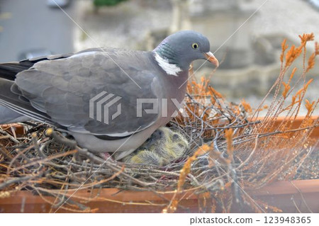 A dove warms up the little lovebirds. View of the dove through the window of the place. The concept of pigeon life in the urban area 123948365