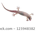 House lizard gekco isolated on white backgrou 123948382