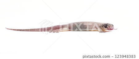 House lizard gekco isolated on white backgrou 123948383