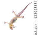 House lizard gekco isolated on white backgrou 123948384