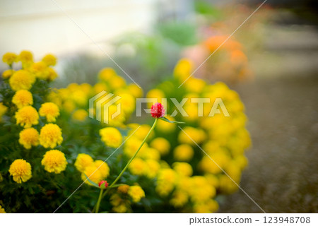 紅色千日紅和黃色雛菊形成美麗的對比 123948708