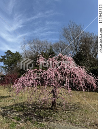 豐滿的梅花映襯著藍天 豐滿的梅花映襯著藍天 123948813
