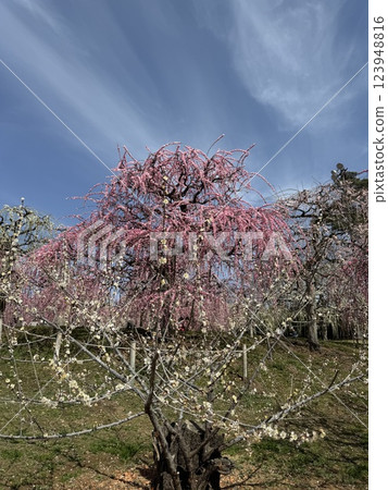 垂梅盛開映襯著藍天 123948816