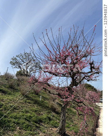 在藍天的李子開花 123948817