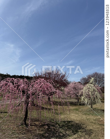 粉紅色的垂枝李子在藍天上閃閃發光 粉紅色的垂枝李子在藍天上閃閃發光 123948818