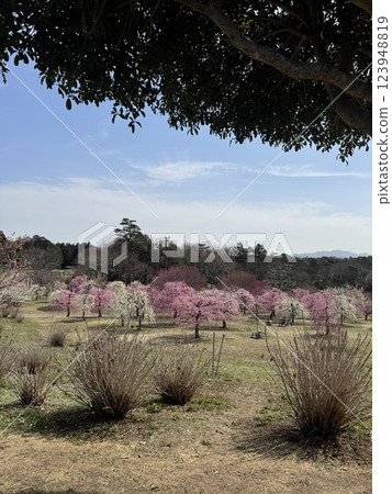 風早村的初春梅花綏爛奪目 123948819