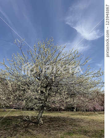 Plum blossoms in the blue sky Plum blossoms in the blue sky 123948867