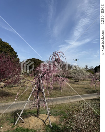 Plum blossoms in the blue sky Plum blossoms in the blue sky 123948868
