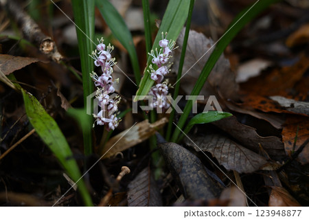 秋花:吉祥草 秋花:吉祥草 123948877