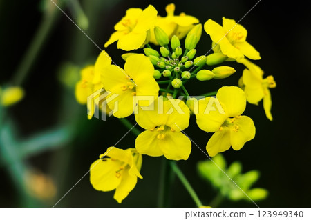 Rape blossoms 123949340
