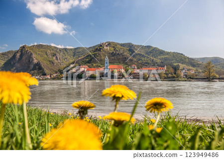 Durnstein village with Danube river and dandelions during spring time in Wachau, Austria 123949486