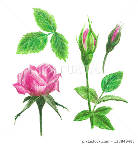 Isolated handdrawn rose illustration set Isolated handdrawn rose illustration set 123949495