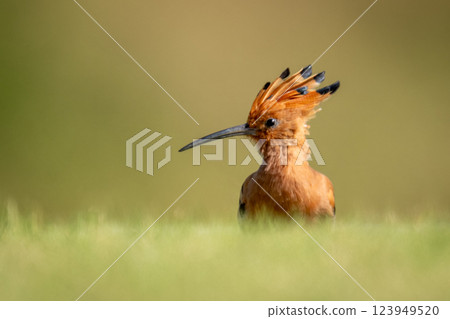 African hoopoe with catchlight half-hidden by grass African hoopoe with catchlight half-hidden by grass 123949520