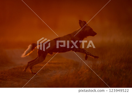 African wild dog at dawn crosses road African wild dog at dawn crosses road 123949522