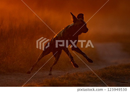 African wild dog jumps track at sunrise 123949530