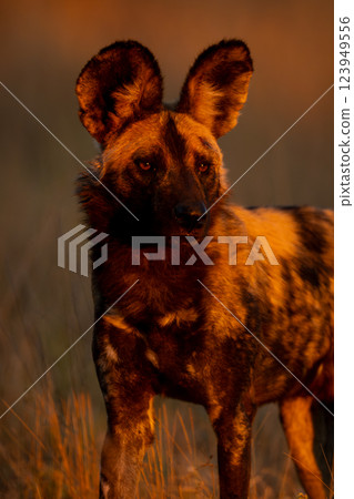 Close-up of African wild dog standing alertly 123949556