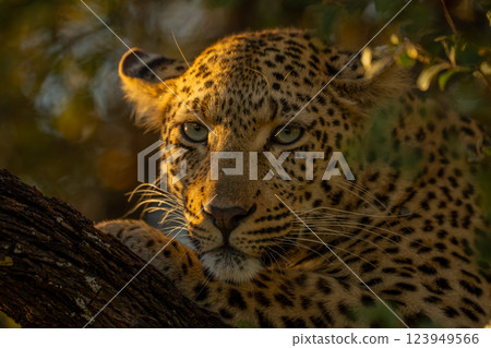 Close-up of female leopard lying in tree Close-up of female leopard lying in tree 123949566