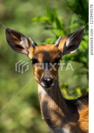 Close-up of young male nyala facing camera Close-up of young male nyala facing camera 123949576