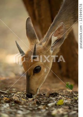 Close-up of young male nyala sniffing leaves 123949578