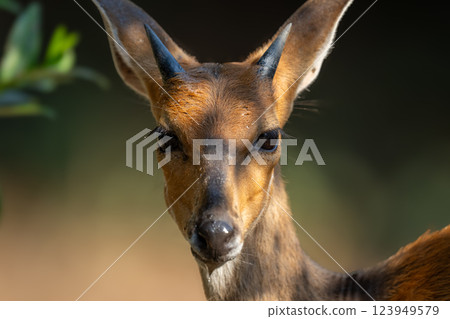 Close-up of young male nyala watching camera Close-up of young male nyala watching camera 123949579