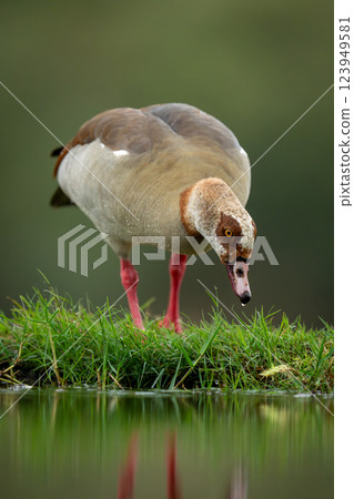 Egyptian goose stoops to drink from waterhole Egyptian goose stoops to drink from waterhole 123949581