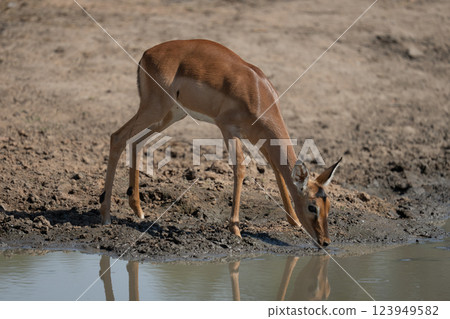 Female impala stands drinking from muddy waterhole 123949582