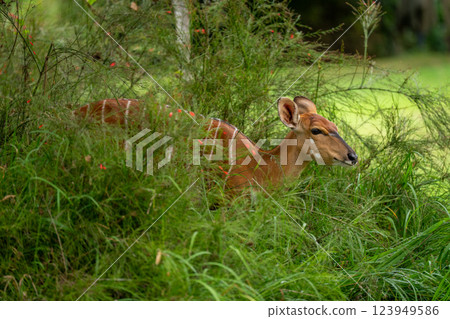 Female nyala stands in flowerbed in garden 123949586