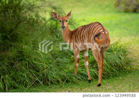 Female nyala stands in garden looking back 123949588