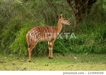 Female nyala stands on grass by bush Female nyala stands on grass by bush 123949589
