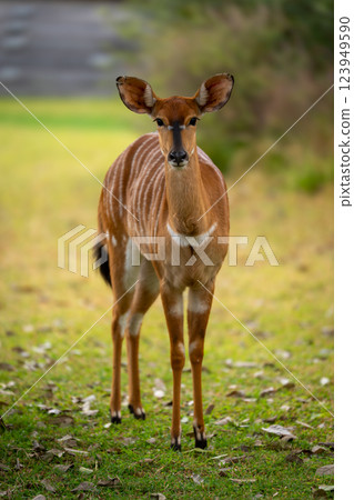 Female nyala stands on grass facing camera 123949590