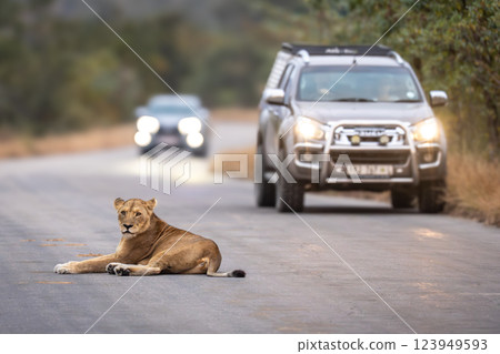 Lioness lies on road blocking approaching vehicles 123949593