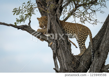 Male leopard standing in tree with impala Male leopard standing in tree with impala 123949598