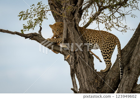 Male leopard stands in tree holding impala 123949602