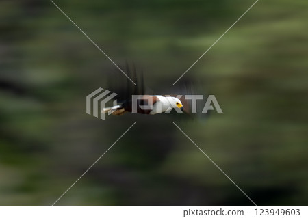 Slow pan of African fish eagle flying 123949603