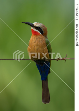 White-fronted bee-eater on barbed wire cocks head 123949607