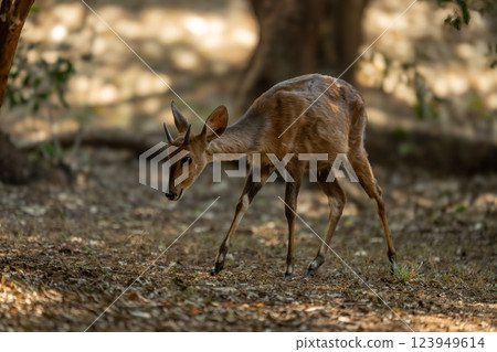 Young male nyala walks through shady woods 123949614