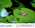 Green Frog on Lily Pad in a Tranquil Pond, Nature Wildlife Photography 123949923