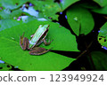 Green Frog on Lily Pad in a Tranquil Pond, Nature Wildlife Photography 123949924