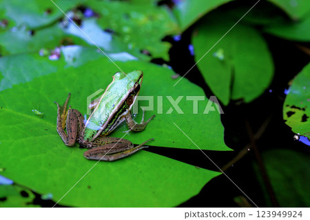Green Frog on Lily Pad in a Tranquil Pond, Nature Wildlife Photography 123949924