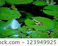 Green Frog on Lily Pad in a Tranquil Pond, Nature Wildlife Photography 123949925
