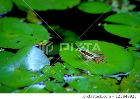 Green Frog on Lily Pad in a Tranquil Pond, Nature Wildlife Photography 123949925