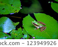 Green Frog on Lily Pad in a Tranquil Pond, Nature Wildlife Photography 123949926