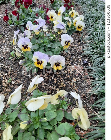 三色紫羅蘭，花壇裡的花，花壇裡的三色紫羅蘭 123950039
