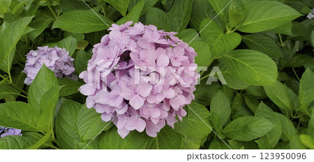 Hydrangea 123950096