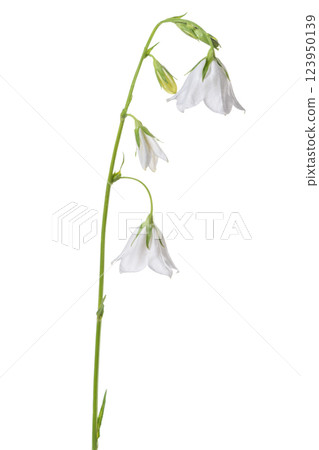 beautiful white hand bell is isolated on white background, closeup 123950139